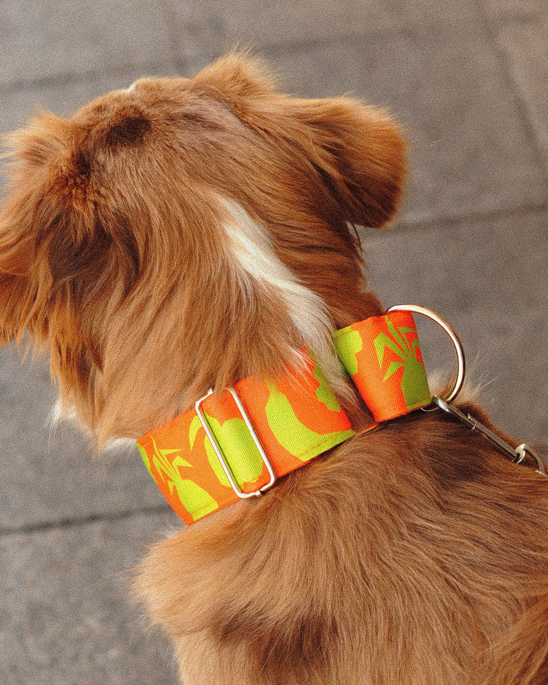 COLLAR MANGO ROLO 5 CM