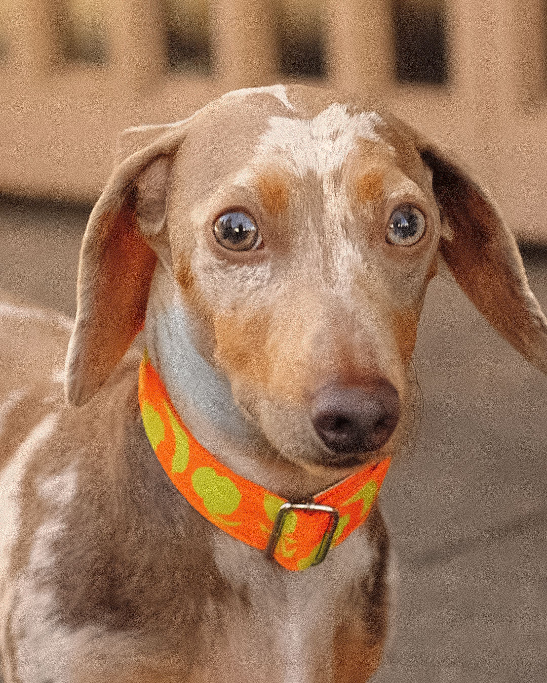 COLLAR MANGO ROLO 2,5 CM