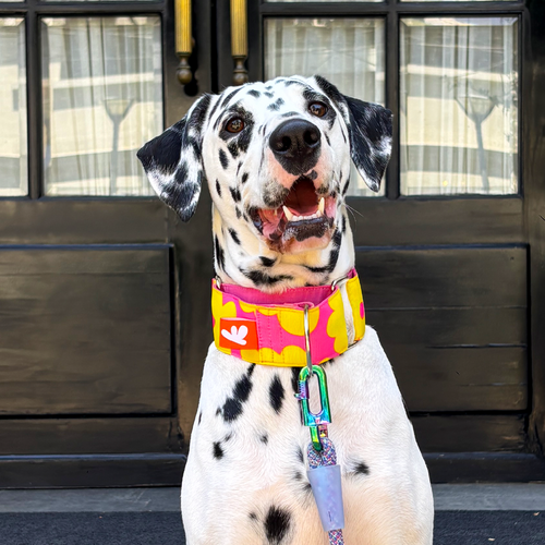 COLLAR HOMER'S DRESS