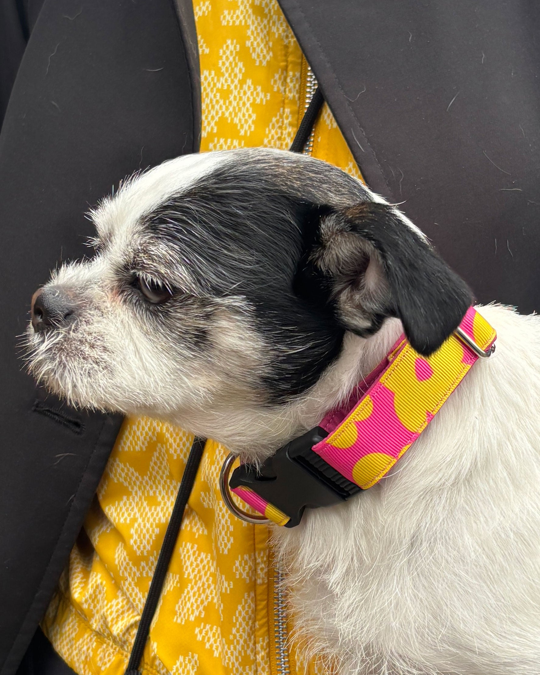 COLLAR HOMER'S DRESS 2,5 CM