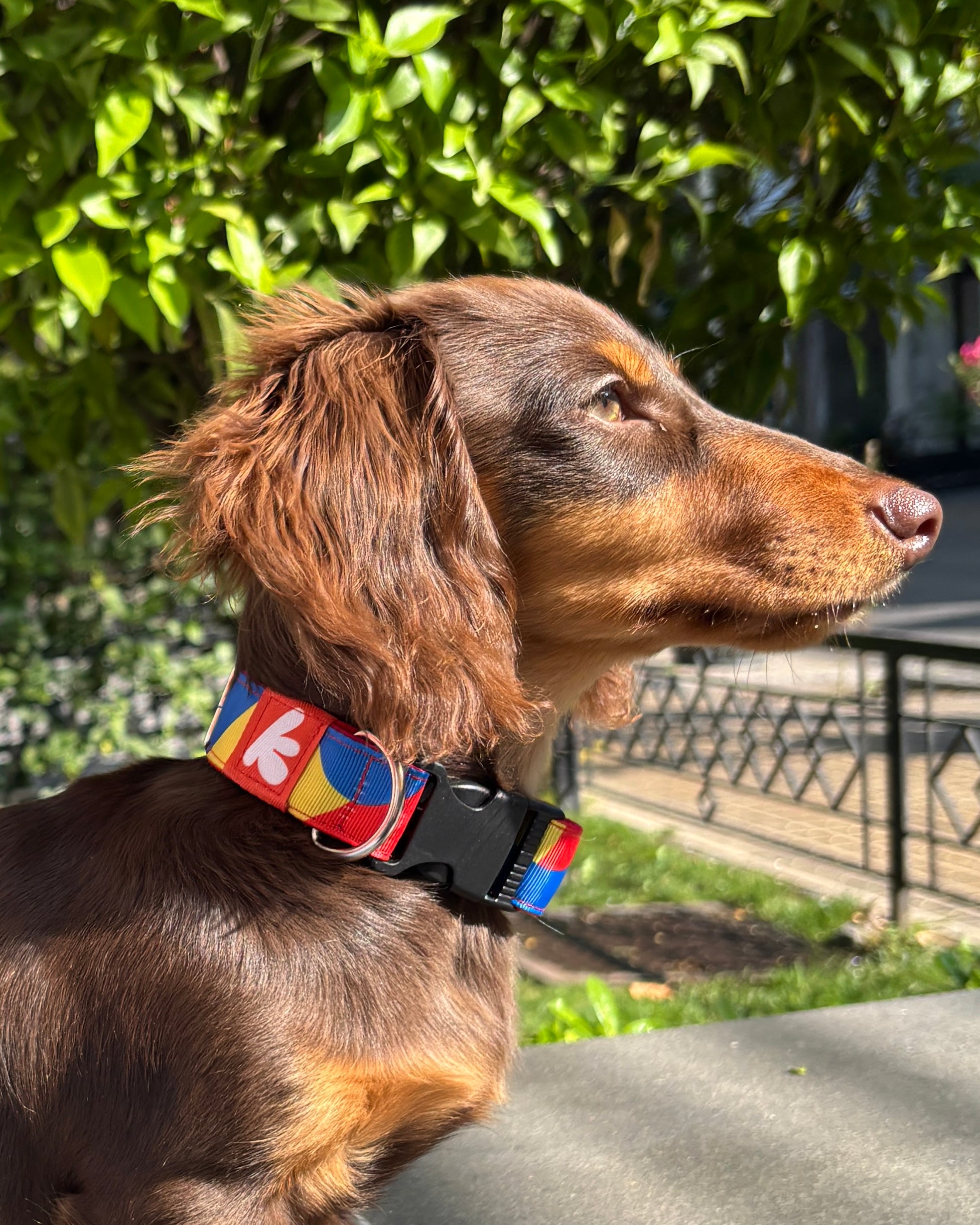 COLLAR TOO MUCH SALSA 2,5 CM