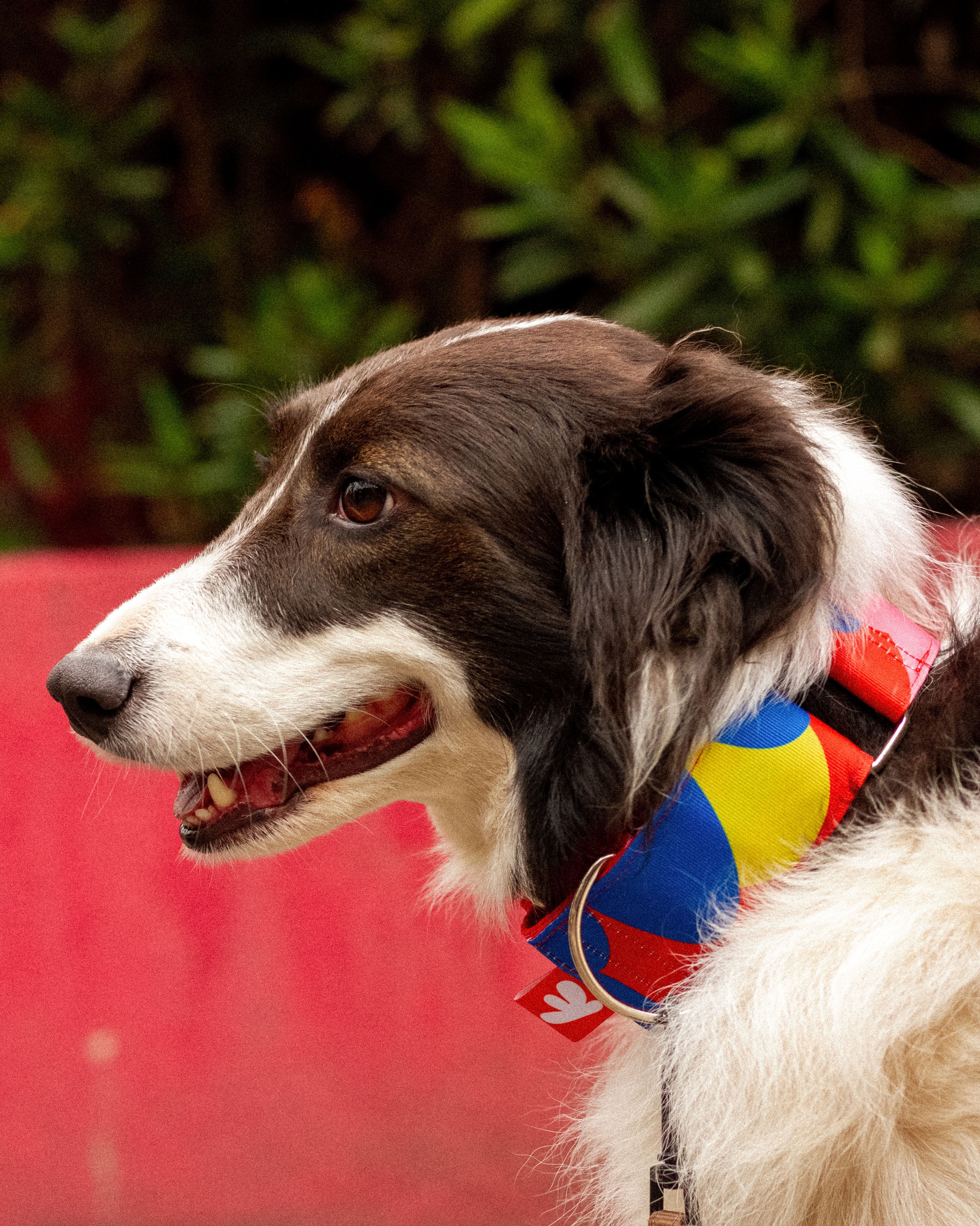 COLLAR TOO MUCH SALSA