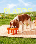 PLATOS FLOR