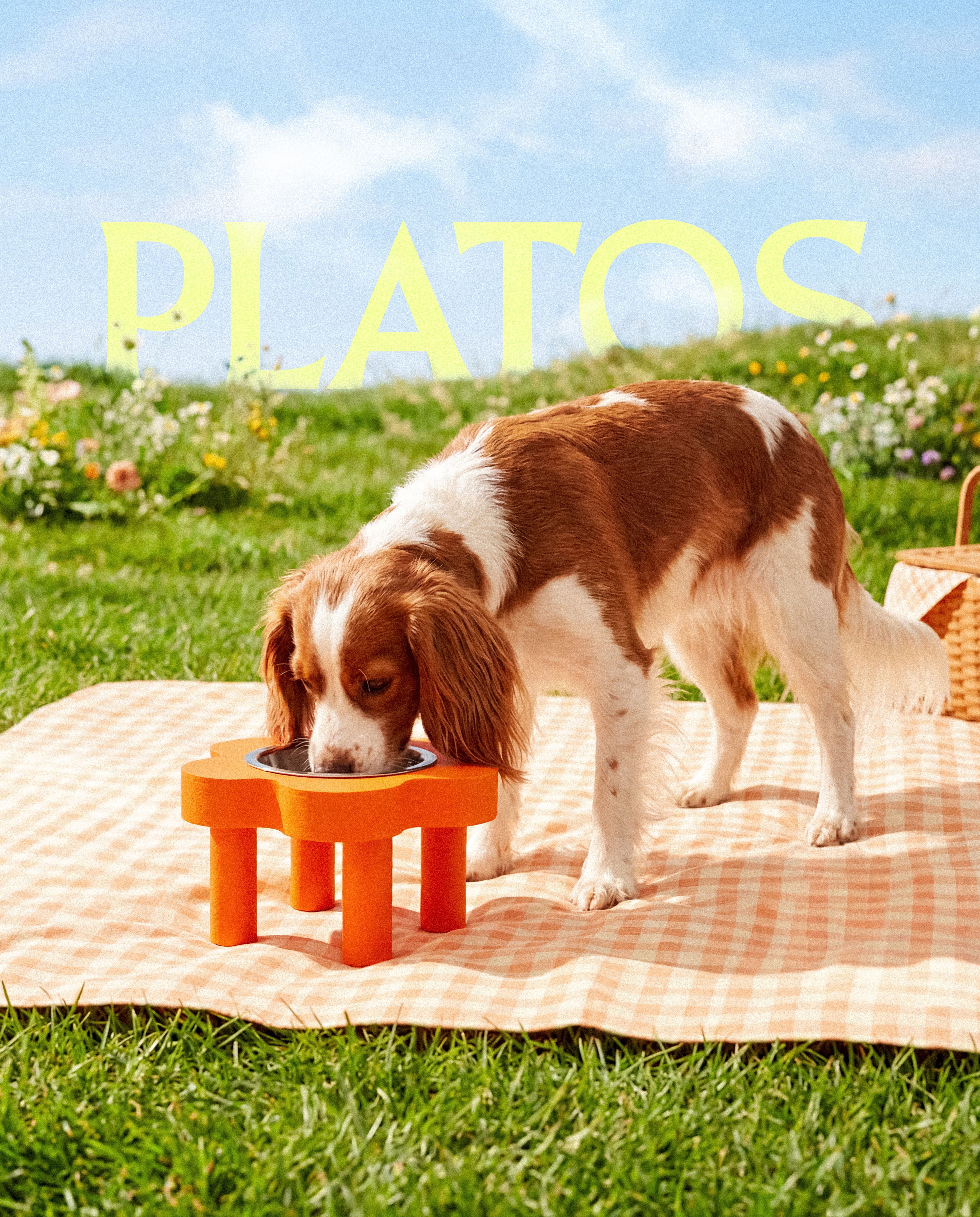 PLATOS FLOR