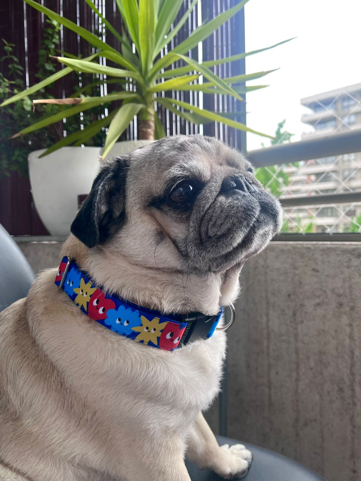 COLLAR JUST FLAKES 2,5 CM